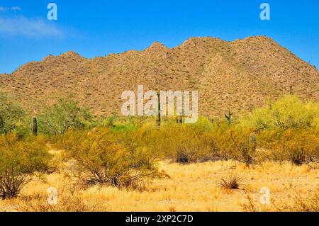 Die riesige Wüste Sonora San Tan Mountains im Zentrum von Arizona USA an einem frühen Sommermorgen Stockfoto