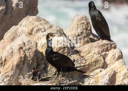 Kap Cororant mit zwei Küken im Nest in Bett'y Bay, Westkap von Südafrika Stockfoto