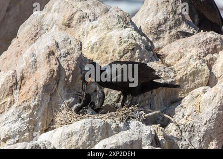 Cape Shag (phalacrocorax capensis) füttert ein Küken in Betty's Bay im Westkap von Südafrika Stockfoto