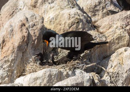 Cape Shag (phalacrocorax capensis) füttert ein Küken in Betty's Bay im Westkap von Südafrika Stockfoto