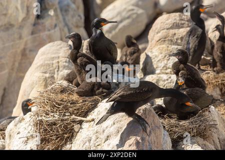 Zucht von Kap Kormoranen am Stony Point, Westkap von Südafrika Stockfoto