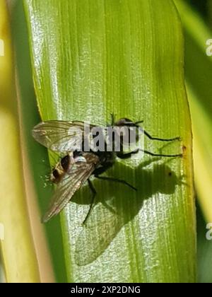 Australische Leafroller Tachinid (Trigonospila brevifacies) Insecta Stockfoto