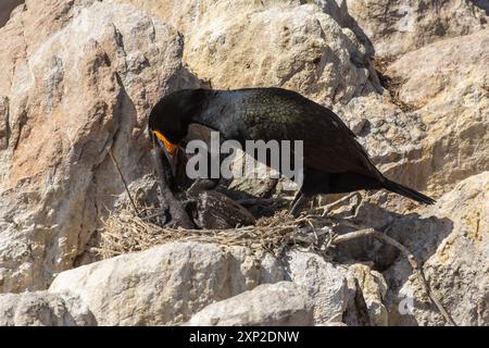 Cape Shag (phalacrocorax capensis) füttert ein Küken in Betty's Bay im Westkap von Südafrika Stockfoto