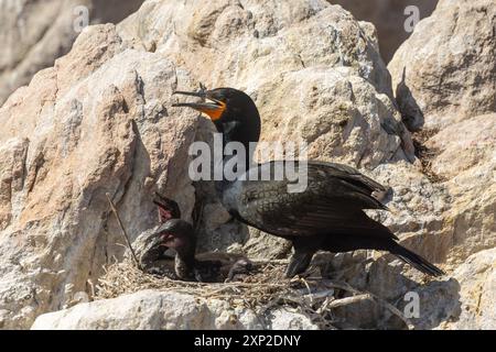 Kap Cororant mit zwei Küken im Nest in Bett'y Bay, Westkap von Südafrika Stockfoto