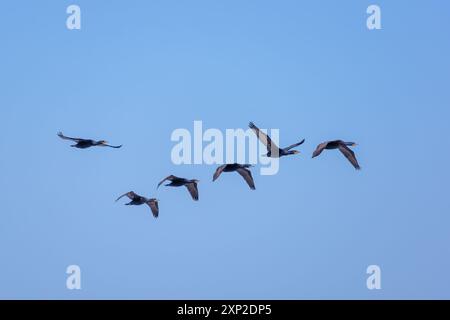 Vogel im Flug: Fliegendes Cape Cormorant (Phalacrocorax capensis), aufgenommen am Stony Point im Westkap von Südafrika Stockfoto