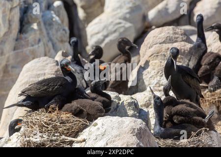 Kap Kormoran mit Nistlingen am Stony Point, Betty's Bay, Western Cape South Afirca Stockfoto