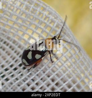 Achtfleckiger Flohkäfer (Omophoita cyanipennis) Insecta Stockfoto