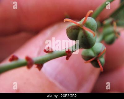 Schmalblättrige Stillingia (Stillingia linearifolia) Plantae Stockfoto