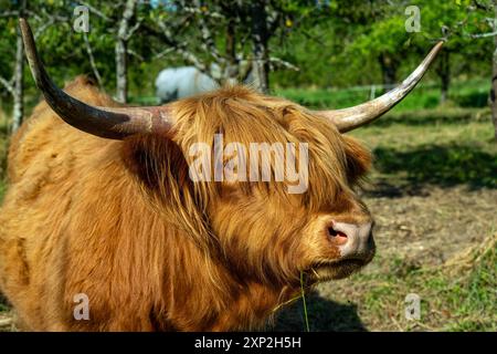 Schottische Hochlandkühe auf einer Wiese bei Baden Baden. Baden Württemberg, Deutschland, Europa Stockfoto