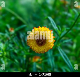 Nahaufnahme von Strohblume/Golden Everlasting Gänseblümchen- Xerochrysum bracteatum Stockfoto