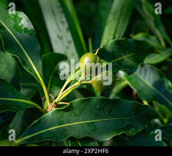 Reifefrucht des süßen Pittosporums (Pittosporum undulatum)- Familie Pittosporacea Stockfoto