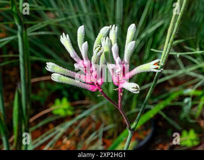 Gelbe Kängurupfote, Anigozanthos flavidus, Eingeborene im Südwesten Westaustraliens. Stockfoto