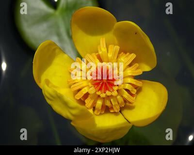 Die kleinste Seerose (Nuphar pumila) Plantae Stockfoto