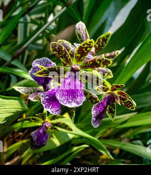 Colmanara Wildcat. Colmanara haben normalerweise dicke Triebe und üppig grünes, kräftiges Laub. Stockfoto