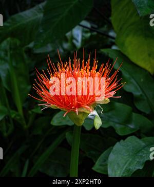 Feuerball-Lilie, Afrikanische Blutsilie (Scadoxus multiflorus). Stockfoto