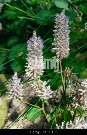 Ptilotus exaltatus oder pinkfarbene mulla-mulla-Blüten Stockfoto