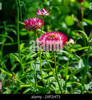 Nahaufnahme von Strohblume/Golden Everlasting Gänseblümchen- Xerochrysum bracteatum Stockfoto