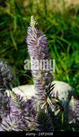 Ptilotus exaltatus oder pinkfarbene mulla-mulla-Blüten Stockfoto