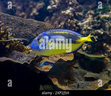 Blue Tang, blauen Hippo Tang oder unikales Doktorfisch (Paracanthurus Hepatus) Stockfoto