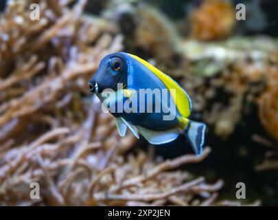 Powderblue Surgeonfish, Acanthurus leucosternon / Weißkehl-Doktorfisch Stockfoto