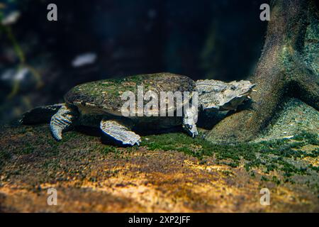 Matamata-Schildkröte (Chelys fimbriata) Stockfoto