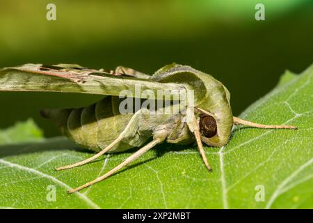 Pandora Sphinx Motte - Eumorpha pandorous Stockfoto