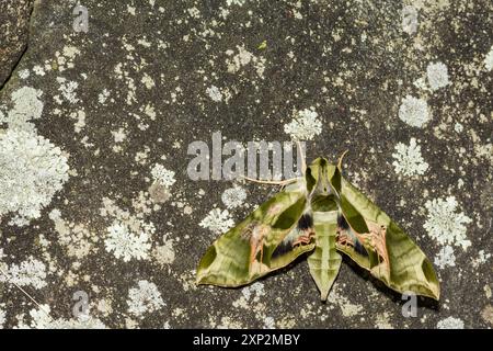 Pandora Sphinx Motte - Eumorpha pandorous Stockfoto