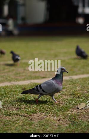 Die schwarze Taube steht tagsüber auf gestreiftem Gras in einem Park Stockfoto