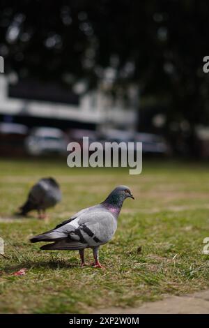 Die schwarze Taube steht tagsüber auf gestreiftem Gras in einem Park Stockfoto