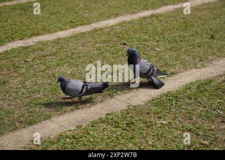 Die schwarze Taube steht tagsüber auf gestreiftem Gras in einem Park Stockfoto