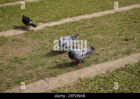 Die schwarze Taube steht tagsüber auf gestreiftem Gras in einem Park Stockfoto