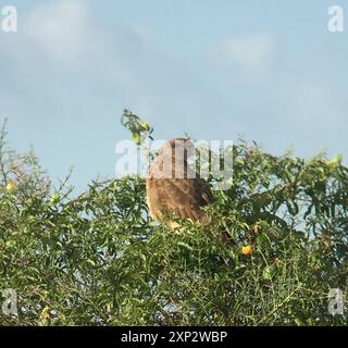 Chimango Caracara (Daptrius chimango) Aves Stockfoto