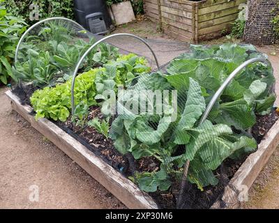 Bio-Hochgezüchtetes Gartenbett aus Kohlgemüse und Salatblättern, die in einem Holzrahmen wachsen, um Schutz und Schädlingsbekämpfung vor Nacktschnecken und Schnecken zu bieten Stockfoto