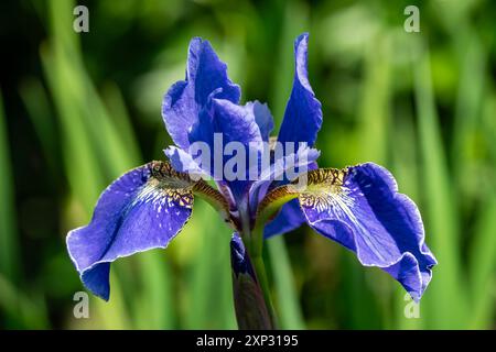 Iris sibirica „Ego“ eine sommerblühende Pflanze mit einer blau-violetten Sommerblume, die allgemein als sibirische Iris bekannt ist Stockfoto