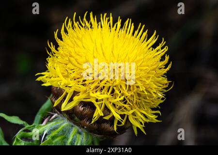 Centaurea macrocephala eine gelbe distelähnliche Blumenkraut, die allgemein als dickkopf, Knapweed, Armenische Korbblume und Globe Centaurea bekannt ist Stockfoto
