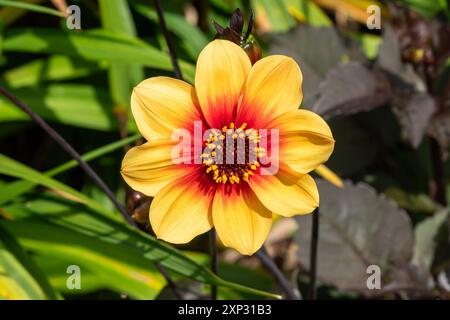 Dahlia „Moonfire“ eine gelbe orange Sommerherbstblume, einzelne Knollenpflanze, Gartenarbeit Stock-Foto-Bild Stockfoto