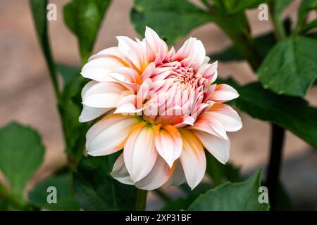 Dahlia 'Pfirsiche' eine orange rosa Sommerkugel Blume Knollenpflanze, Gartenarbeit Stock Foto Bild Stockfoto