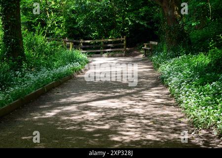 Wilder Knoblauch wächst neben einem schattigen Fußweg im Wald. Stockfoto