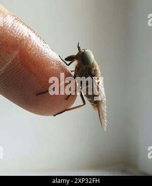 Blasser Riesenpferd (Tabanus bovinus) Insecta Stockfoto