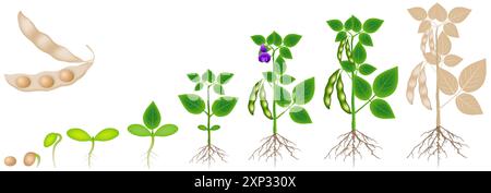 Wachstumszyklus der auf weißem Hintergrund isolierten Sojabohnenpflanze. Stock Vektor