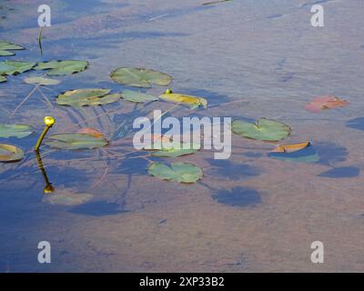 Die kleinste Seerose (Nuphar pumila) Plantae Stockfoto