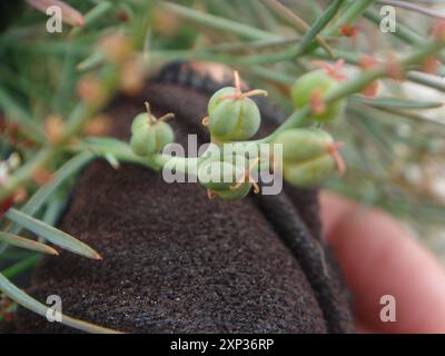 Schmalblättrige Stillingia (Stillingia linearifolia) Plantae Stockfoto