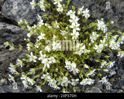 Tundra Sandkraut (Arenaria pseudofrigida) Plantae Stockfoto