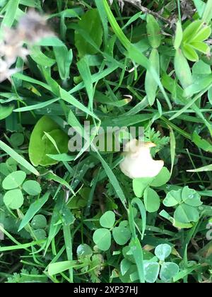 Weiße Dünenmütze (Conocybe apala albipes) Pilze Stockfoto