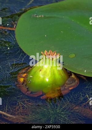 Die kleinste Seerose (Nuphar pumila) Plantae Stockfoto