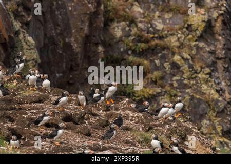 Atlantischer Puffin (Fratercula arctica) echte Seevögelzuchtkolonie, bestehend aus Höhlen auf grasbewachsenen Klippen Elliston, Neufundland, Kanada Stockfoto