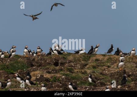 Atlantischer Puffin (Fratercula arctica) echte Seevögelzuchtkolonie, bestehend aus Höhlen auf grasbewachsenen Klippen Elliston, Neufundland, Kanada Stockfoto