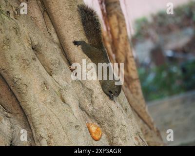 Pallas Eichhörnchen (Callosciurus erythraeus) Mammalia Stockfoto