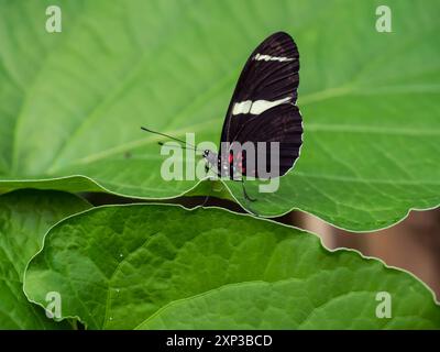 Heliconius doris, auch Doris Langflügel, ist eine Schmetterlingsart aus der Familie der Nymphalidae. Makronaht eines empfindlichen Insekts mit Schwarz, weiß Stockfoto