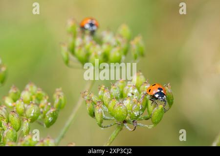 Siebenfleckiger Marienkäfer (Coccinella septempunctata), zwei Marienkäfer auf Wildblumenköpfen, England, Vereinigtes Königreich Stockfoto